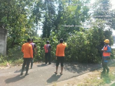 KEJADIAN POHON TUMBANG DI KOTA PANGKALPINANG (GABEK)