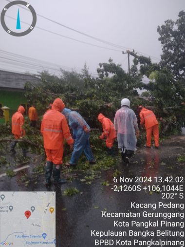 LAPORAN POHON TUMBANG DIKOTA PANGKALPINANG (Jln. Kejaksaan, Kantor Sekertariat Alobi, Kel. Kejaksaan, Kec. Taman Sari)