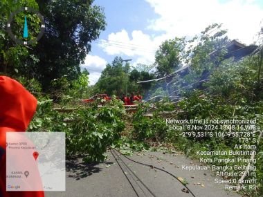 LAPORAN BENCANA/KEJADIAN POHON TUMBANG DIKOTA PANGKALPINANG
